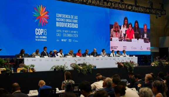 uno scatto della cop16